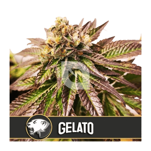 GELATO - BLIMBURN