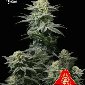 GG4 Sherbet FF FAST BUDS