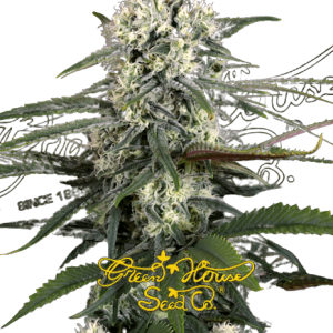 AUTO BOMB GREENHOUSE SEEDS