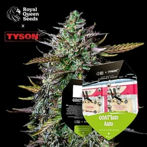 GOATlato Auto, αυτόματη ποικιλία κάνναβης με γρήγορη ανθοφορία, έντονα φρουτώδη αρώματα και υψηλή παραγωγή.
