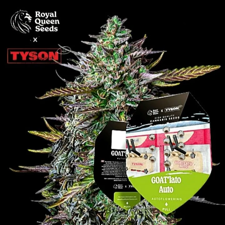GOATlato Auto, αυτόματη ποικιλία κάνναβης με γρήγορη ανθοφορία, έντονα φρουτώδη αρώματα και υψηλή παραγωγή.