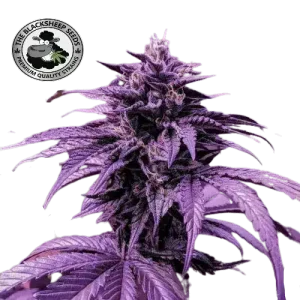 GODFATHER OG BLACK SHEEP