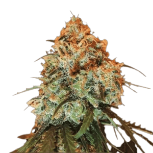 GOLDEN TIGER - ACE SEEDS