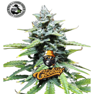 GORILLA COOKIES AUTO BLACK SHEEP