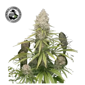 GORILLA COOKIES BLACK SHEEP