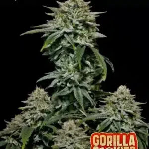 Gorilla Cookies FF FASTBUDS