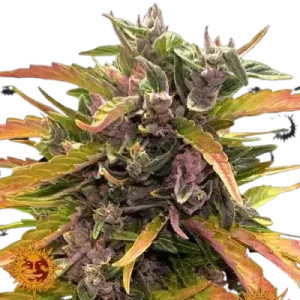 GORILLA GLUE AUTO BARNEY'S FARM