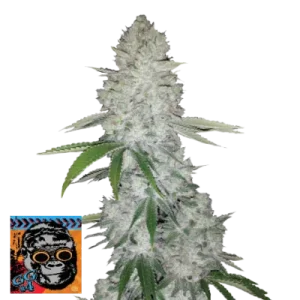 GORILLA GLUE AUTO FASTBUDS