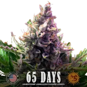 GORILLA ZKITTLEZ AUTO BARNEY'S FARM