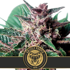 GRIZZLY PURPLE AUTO - BLIMBURN