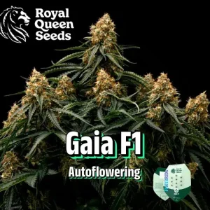 Gaia F1 Auto Royal Queen