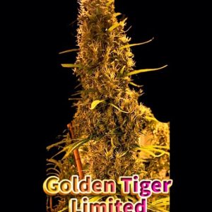 Golden Tiger 3rd version ACE SEEDS