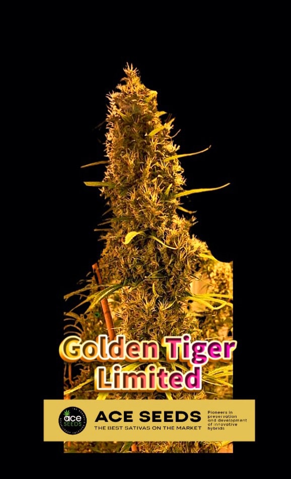 Golden Tiger 3rd version ACE SEEDS