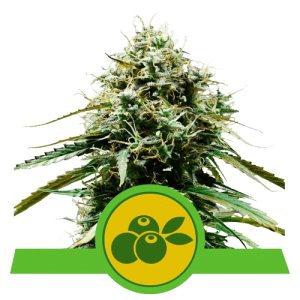 HAZE BERRY AUTOMATIC ROYAL QUEEN