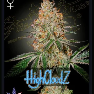HighCloudz Auto Green House Seeds αυτόματοι σπόροι κάνναβης freshseeds