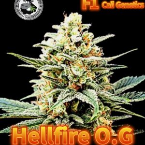 HELLFIRE OG BLACK SHEEP
