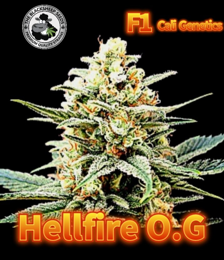 HELLFIRE OG BLACK SHEEP