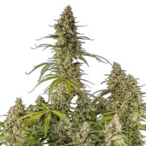 Hyperion F1 Auto Royal Queen