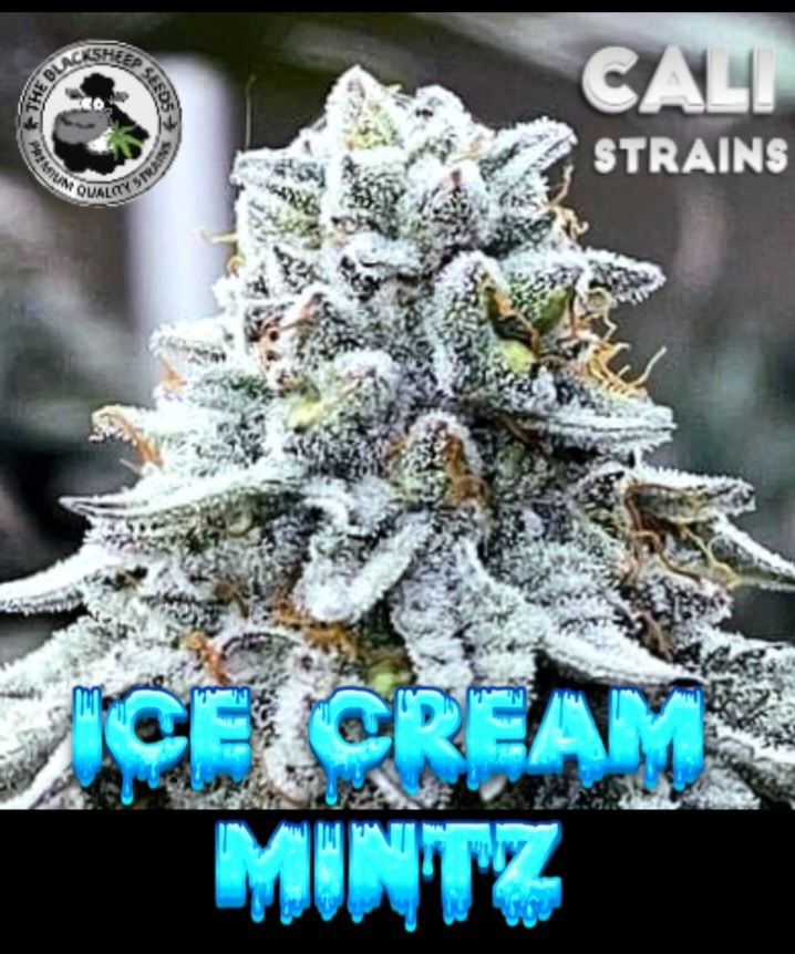 ICE CREAM MINTZ BLACK SHEEP