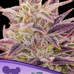 IMPERIUM X AUTO ANESIA SEEDS