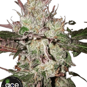 KALI CHINA - ACE SEEDS