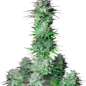 KOSHER CAKE AUTO FASTBUDS