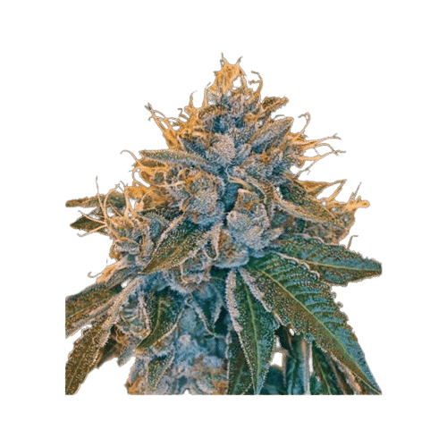 KOSHER KUSH - DNA GENETICS