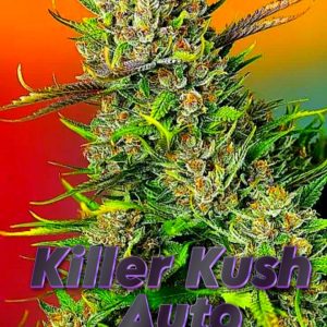 Killer Kush Auto SWEET SEEDS