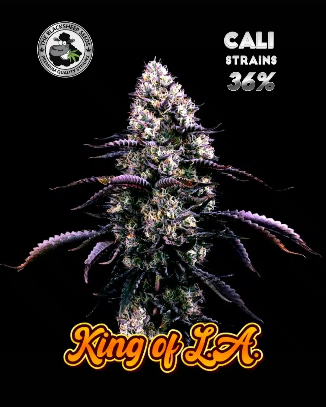 King of LA Black Sheep seeds