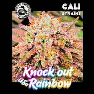 Knock out Rainbow Black sheep