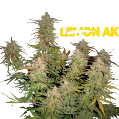 LEMON AK AUTO FAST BUDS