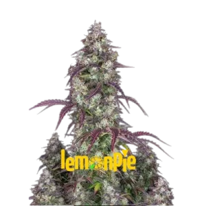 LEMON PIE AUTO FASTBUDS