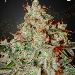 LEMON SKUNK GREENHOUSE SEEDS