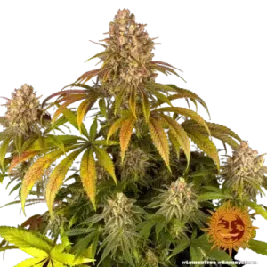 LEMON TREE BARNEY'S FARM