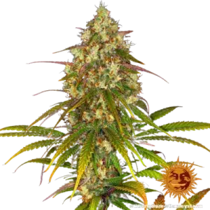 LIBERTY HAZE BARNEY’S FARM