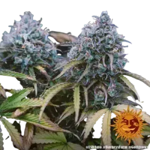 LSD AUTO BARNEY'S FARM