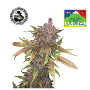 LSD AUTO BLACK SHEEP