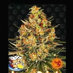 Lemon Drizzle Barney's Farm θηλυκοποιημένοι σπόροι κάνναβης freshseeds