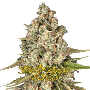 LOST PEARL - GREENHOUSE SEEDS