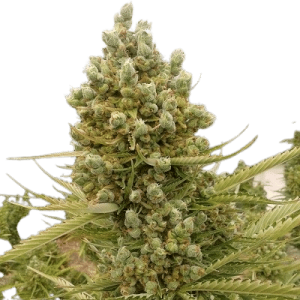 AUTO MALAWI x NORTHERN LIGHTS -ACE SEEDS