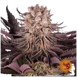 MIMOSA x ORANGE PUNCH BARNEY'S FARM