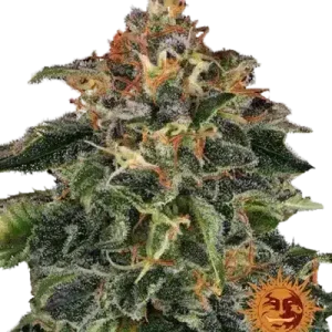 MOBY DICK BARNEY'S FARM