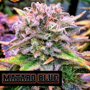Mataro Blue Kannabia