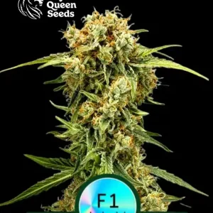 Medusa F1 Auto Royal Queen