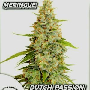 Meringue Dutch Passion