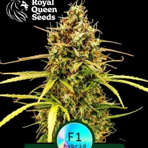 Milky Way F1 Auto Royal Queen