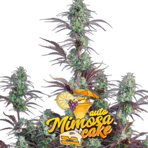 MIMOSA CAKE AUTO - FASTBUDS