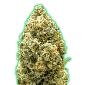 MONSTER BRUCE BANNER AUTO - MONSTER GENETICS