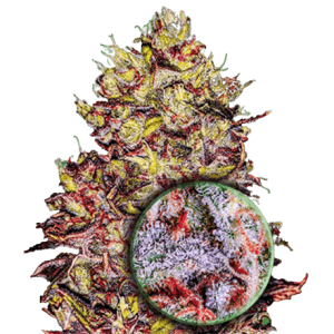 MONSTER GELATO AUTO - MONSTER GENETICS