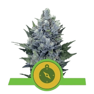 NORTHERN LIGHT AUTOMATIC ROYAL QUEEN